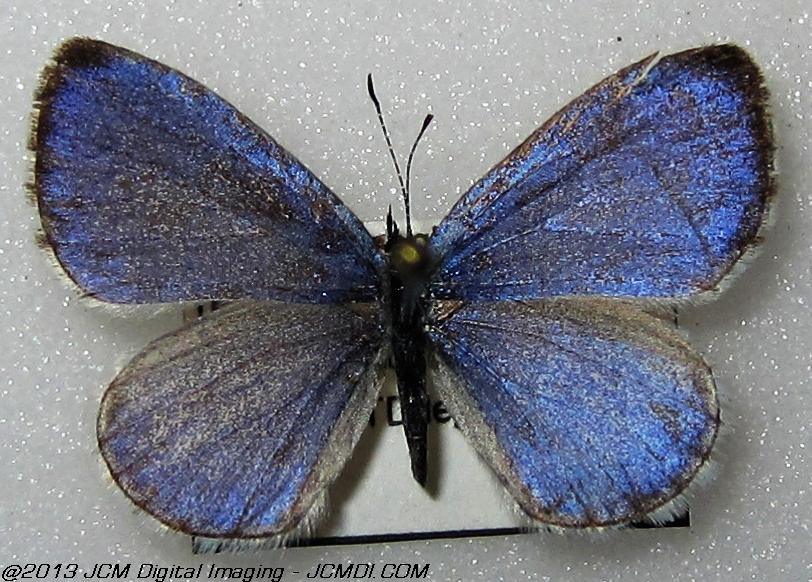 Celastrina argiolus ssp (Georgia)